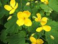Chelidonium majus